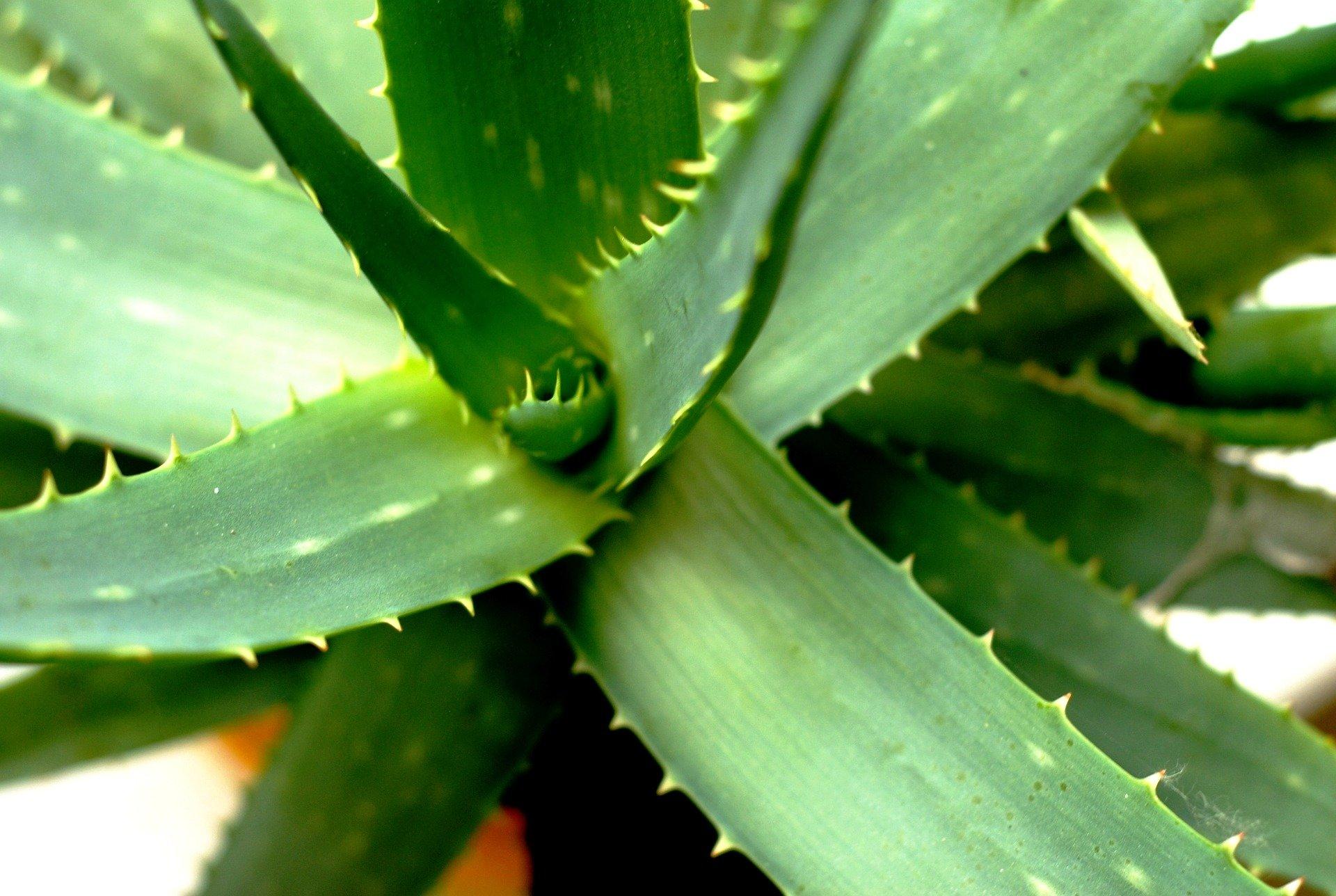 Plant Aloe Vera